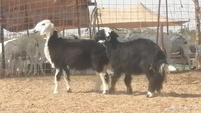 رخال نجديات مقاني فاخرة من غنم وضان نجدية رأسين 17