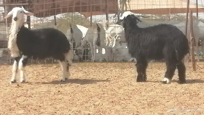 رخال نجديات مقاني فاخرة من غنم وضان نجدية رأسين 19