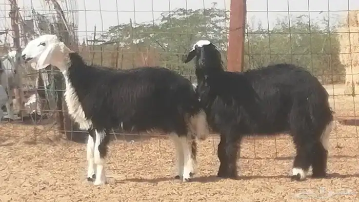 رخال نجديات مقاني فاخرة من غنم وضان نجدية رأسين 24