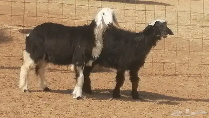 رخال نجديات مقاني فاخرة من غنم وضان نجدية رأسين 3
