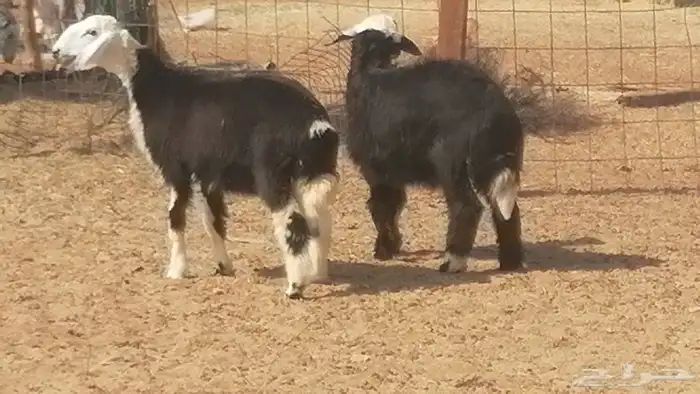 رخال نجديات مقاني فاخرة من غنم وضان نجدية رأسين 5
