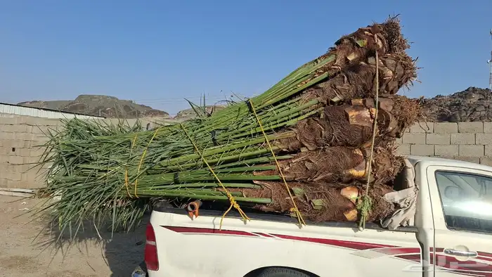 السلام عليكم ورحمه الله وبركاته عندنا نخل طيب متواجد في مكه 7