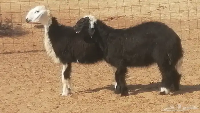 رخال نجديات مقاني فاخرة من غنم وضان نجدية رأسين 11