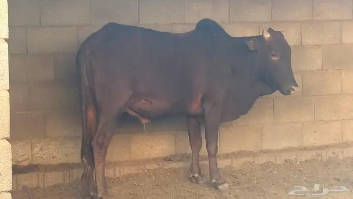 خميس امشيط 1