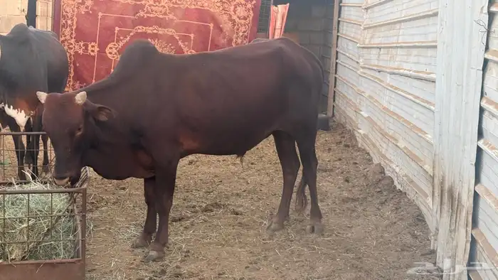 خميس امشيط 0