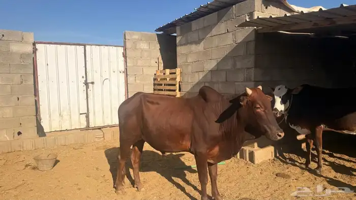 خميس امشيط 6