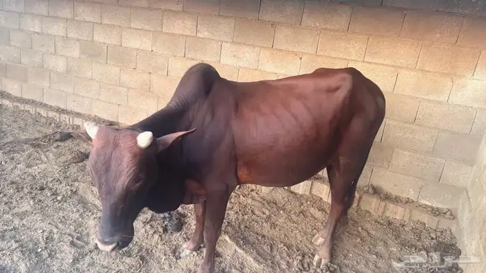 خميس امشيط 3