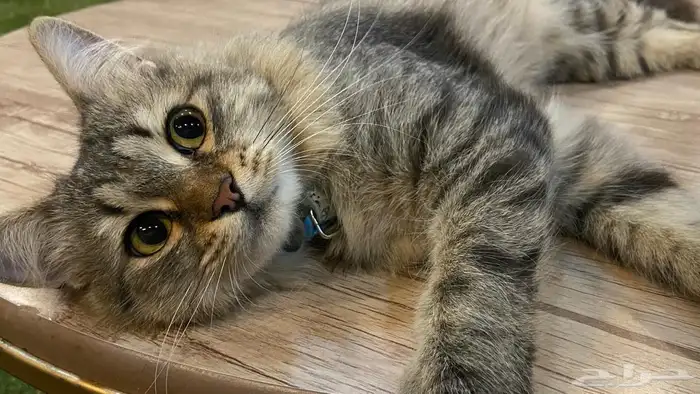 قط شيرازي امريكي 1