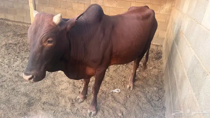 خميس امشيط 4