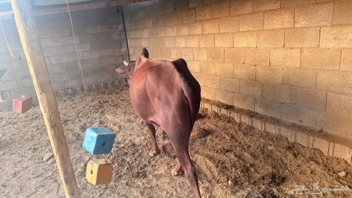 خميس امشيط 2