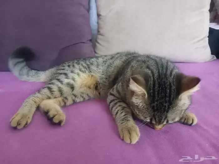 قط ذكر لتبني العاجل سبب تبني مسافر الموقع ضمد 3