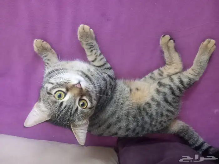 قط ذكر لتبني العاجل سبب تبني مسافر الموقع ضمد 2