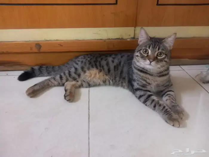 قط ذكر لتبني العاجل سبب تبني مسافر الموقع ضمد 1