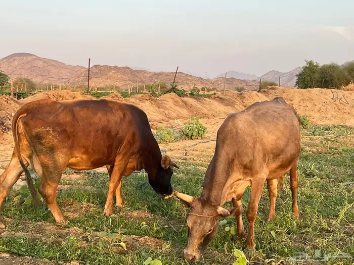 عدد 2بقر الماني 2حسلان 0