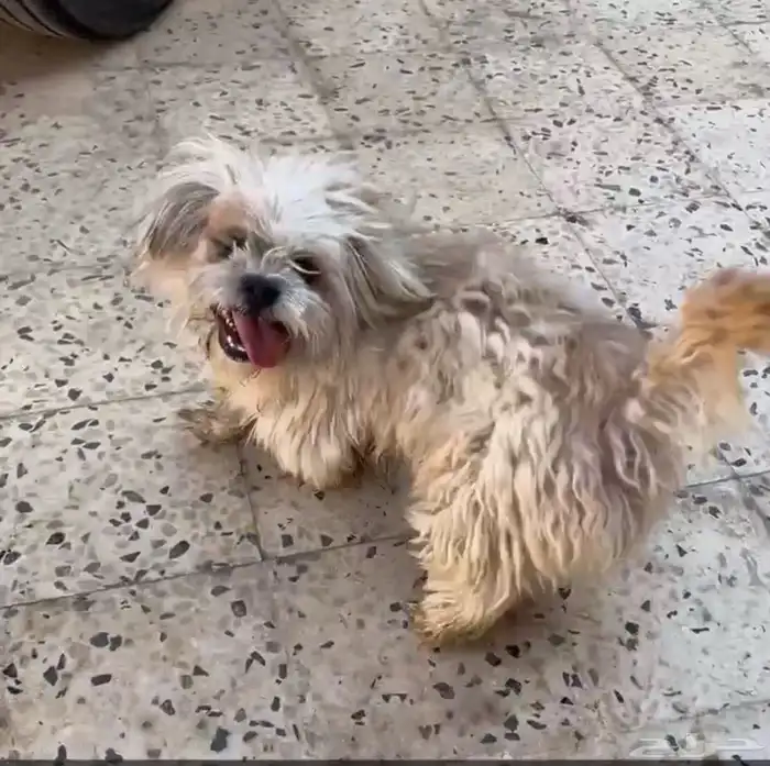 كلب مالتيز ابيض صغير وهادي للبيع ما احتاجه الفتره هاذي 2