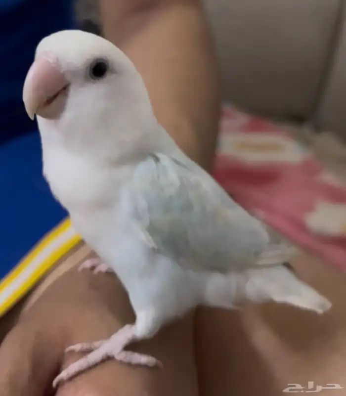 ببغاء أنثى أليف هدد 1