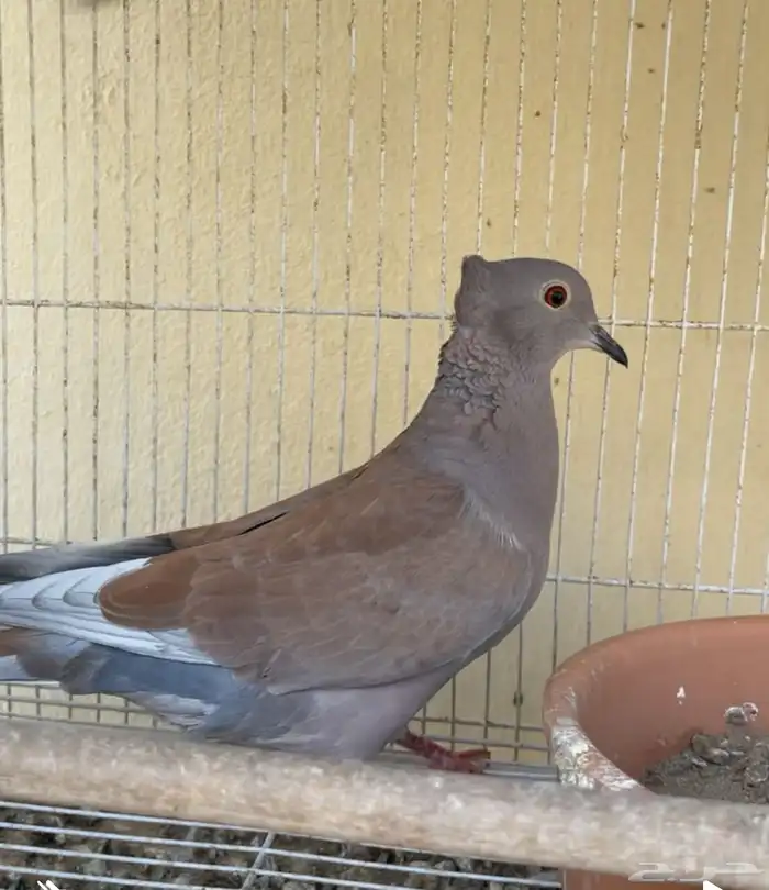 هجين ياكريم 0