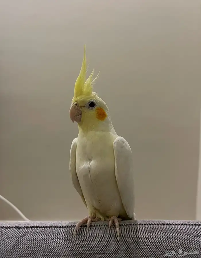 طائر الكوكتيل - كوكو 0