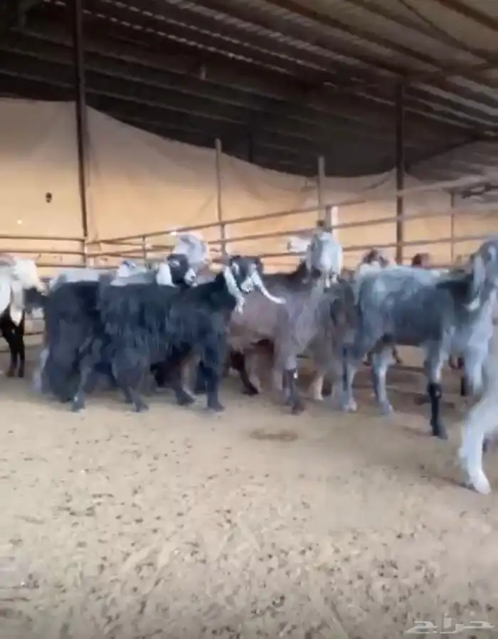 معزا مشاريك طيبة بالحيل 1