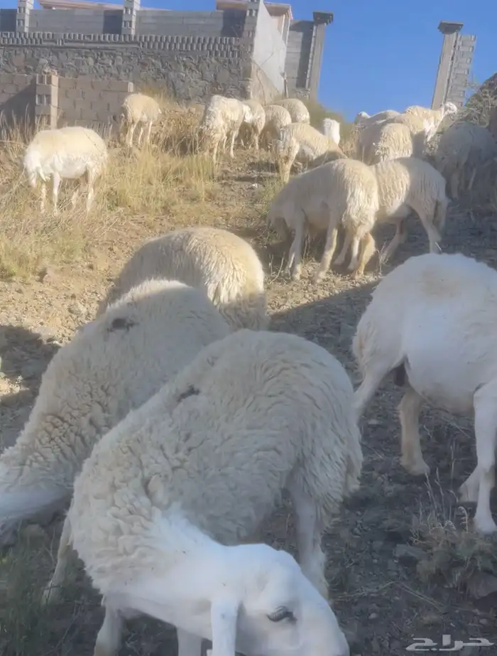 غنم حري صنف 2