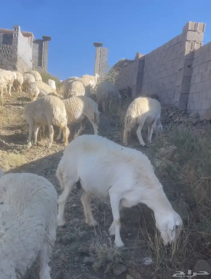 غنم حري صنف 1