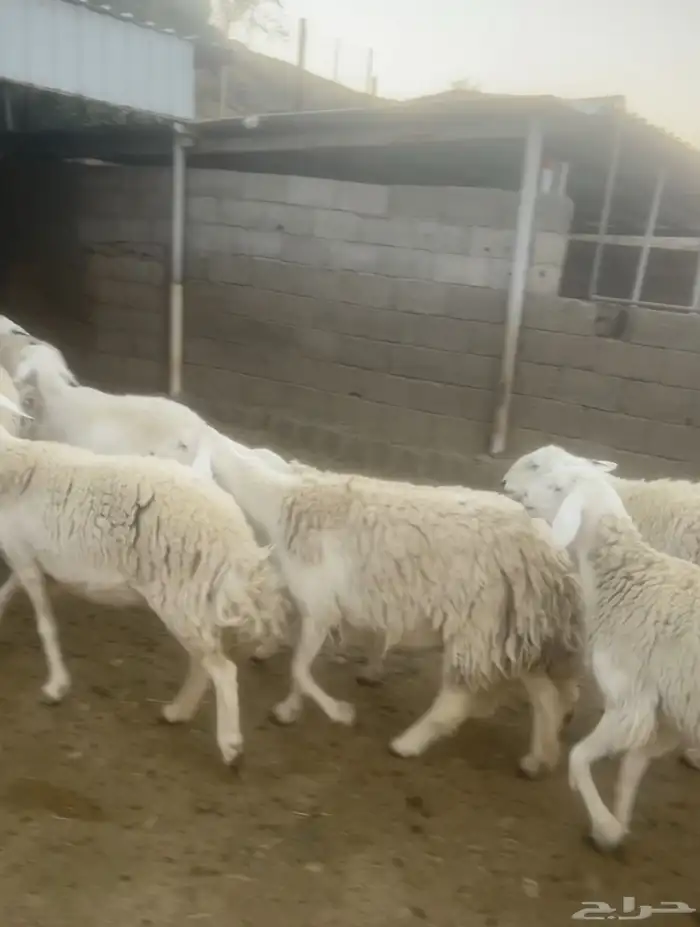 غنم حري صنف 0