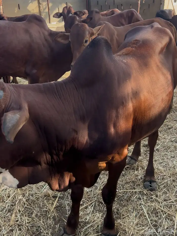 حسلان بلدي دهم 1