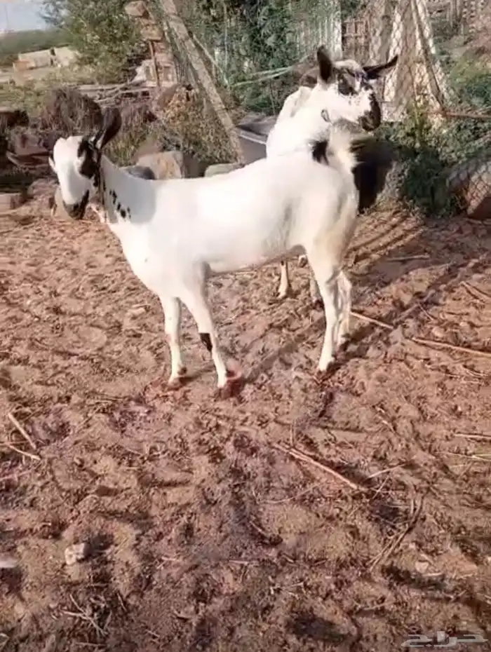 جفره فاخره 0