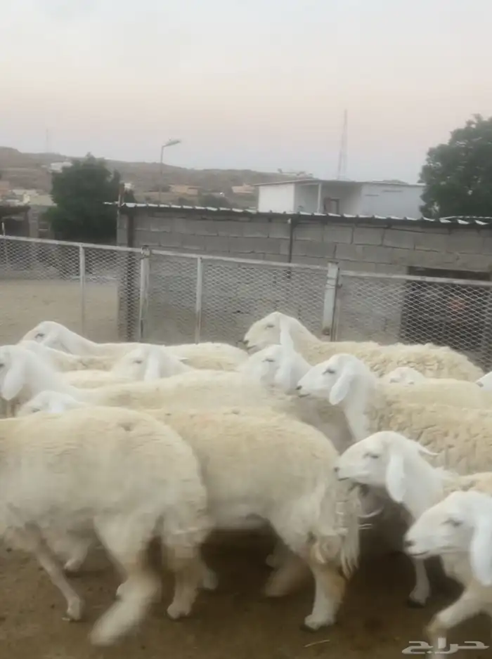 غنم حري صنف 4