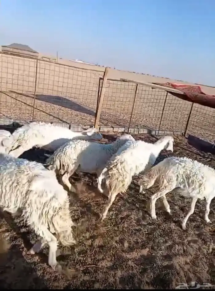 مطلوب حريات اسعارها من600وتحت طرد 0