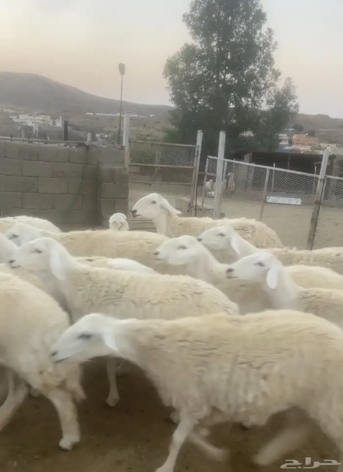 غنم حري صنف 3