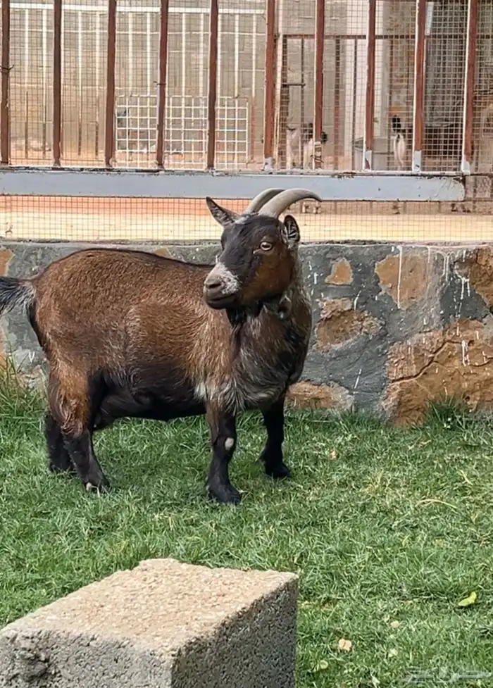 عنز قزميه والد بالمجمعة 1