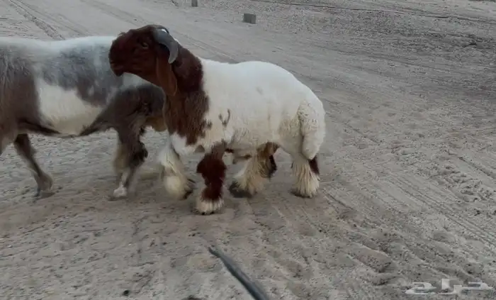 مشروع فحل نعيم صنف فاخر 1