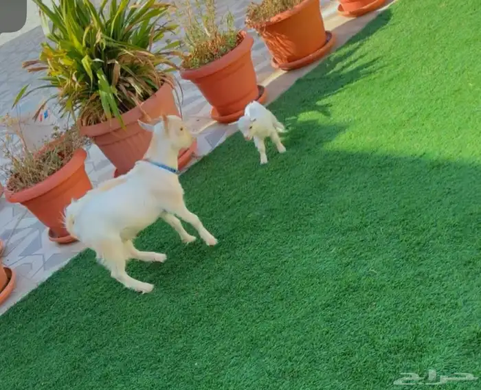 بيع الماعز القزم 1