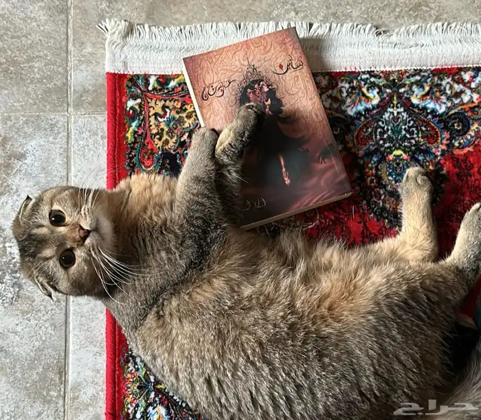 قط سكوتش للبيع 1