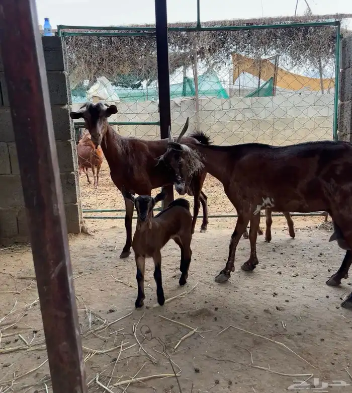 ثلوث المنظر 2