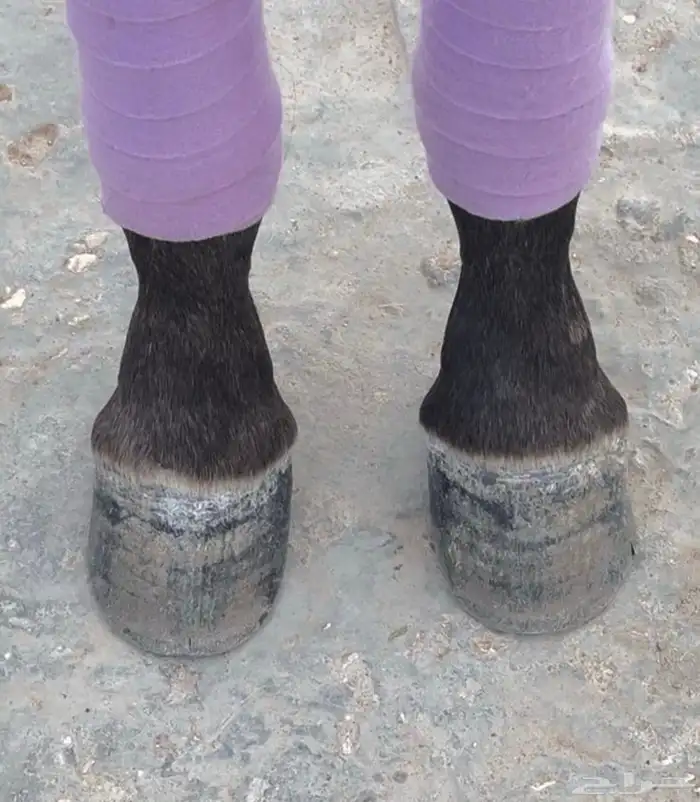 مهره واهو للبيع بنت فواد الخالد 10