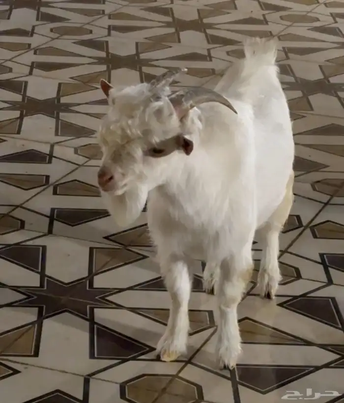 بيع الماعز القزم 2