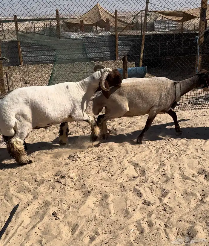 جذع نعيم طيب 2