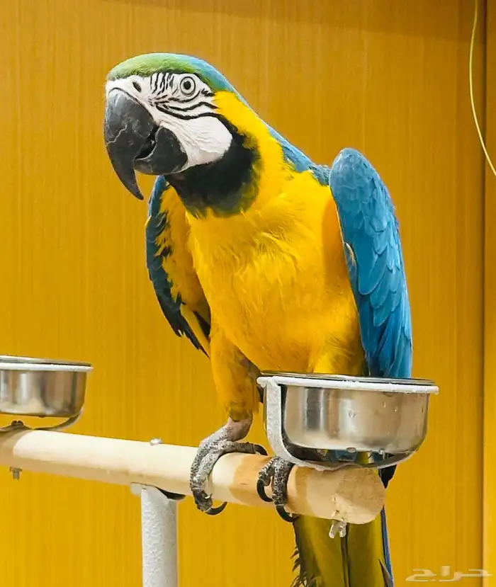 ببغاء مكاو 0