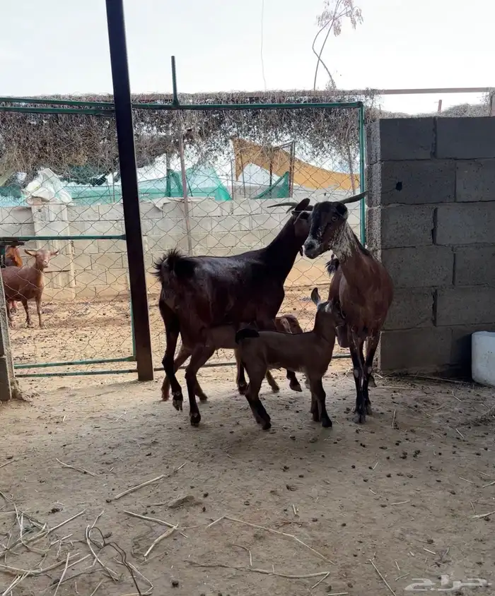 ثلوث المنظر 3