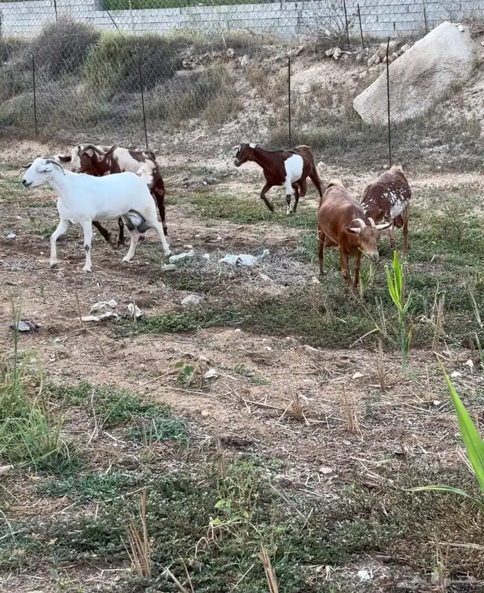 ثلوث المنظر 2