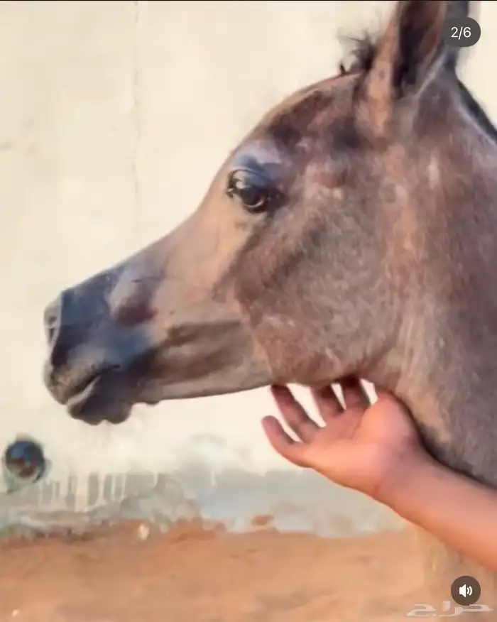 مهره واهو للبيع بنت فواد الخالد 8