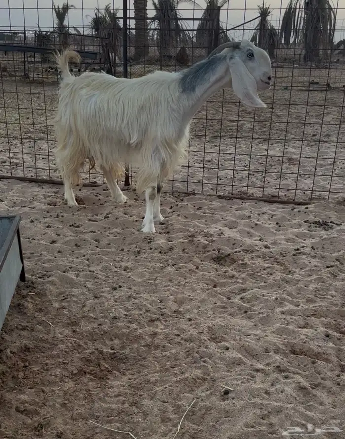 للبيع عنز مشروكة 4