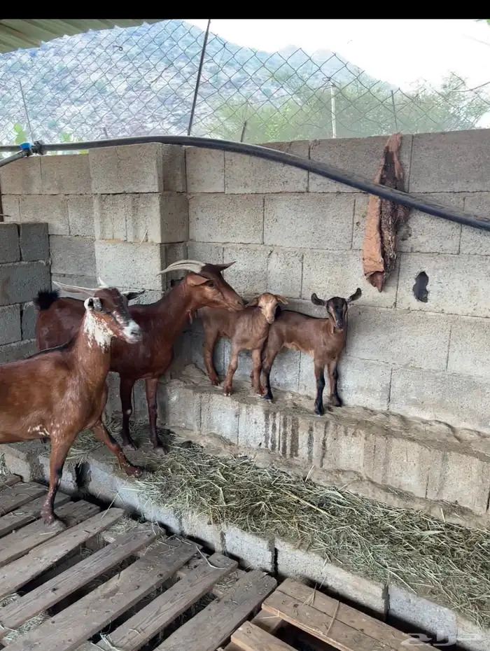 ثلوث المنظر 0