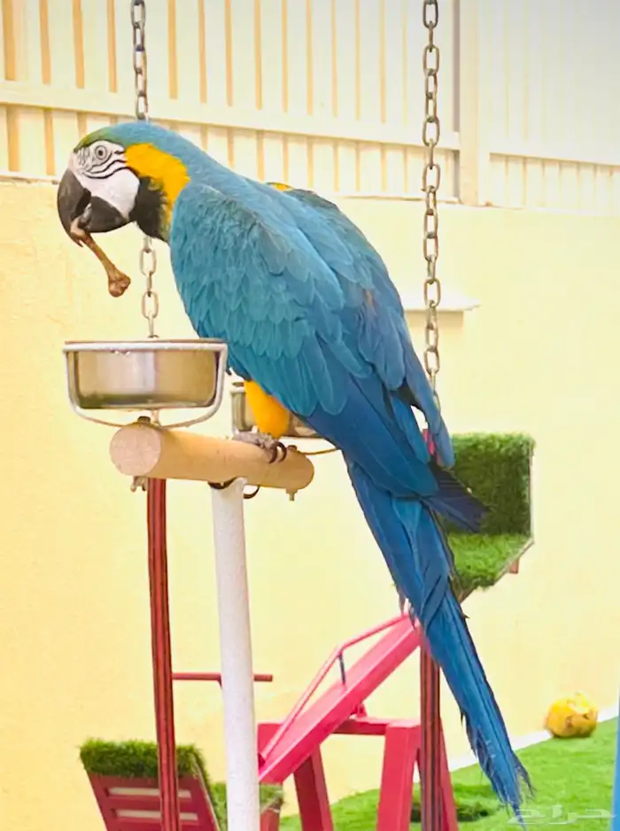 ببغاء مكاو 1