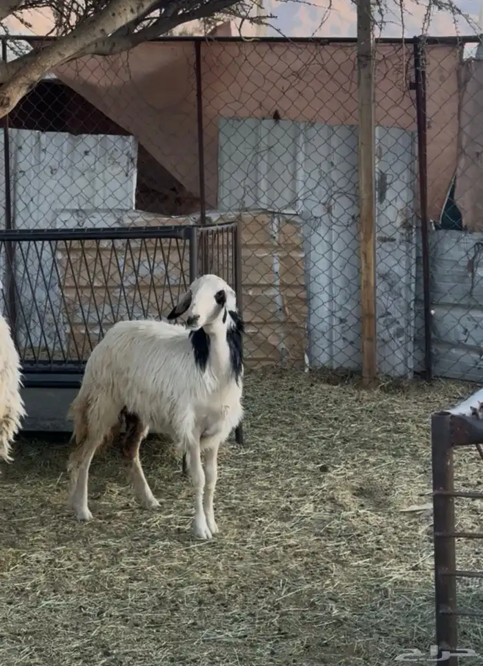 رخل سمين فل الفل 0