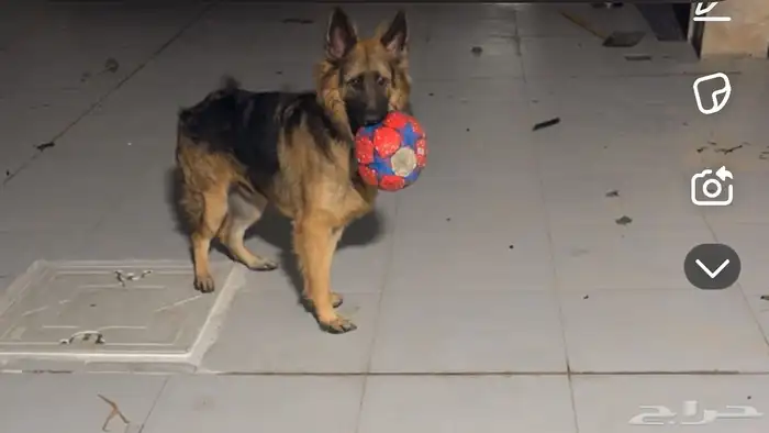 جيرمن شيبرد 0