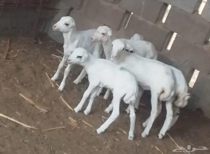 عرض دواغير خرفان اعمار شهر 2