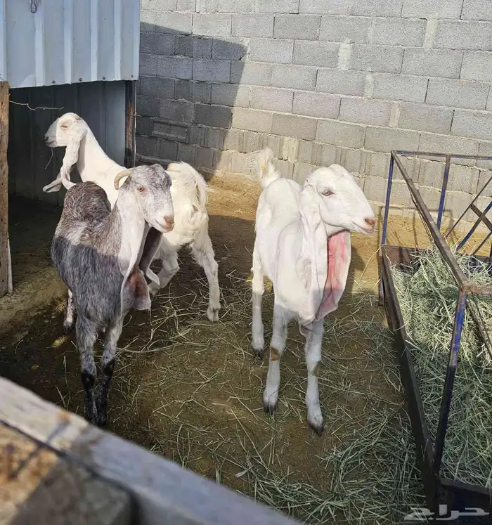 عنقان مشاريك هولنديات 0